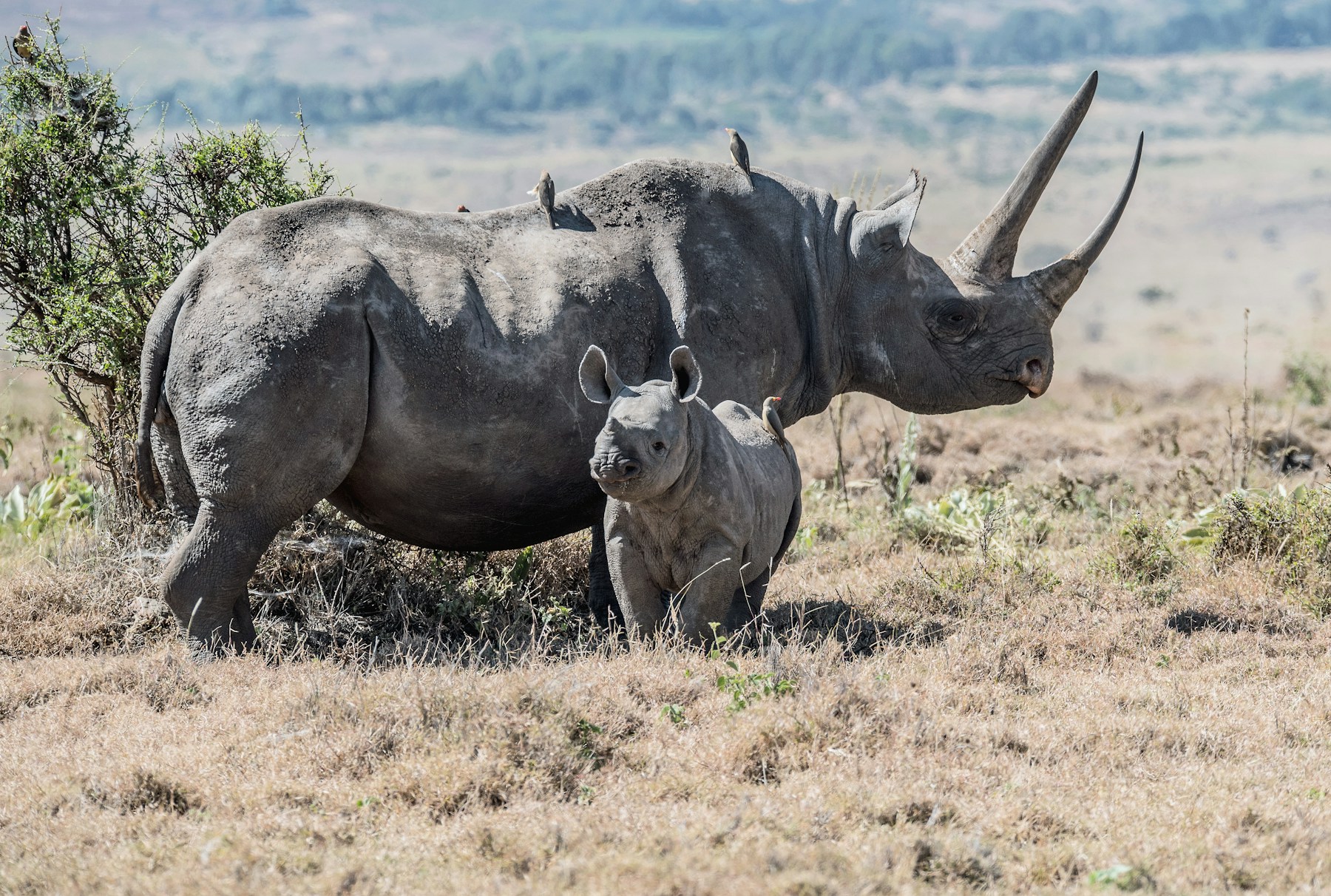 Black rhino and calf on the Kenyan plains